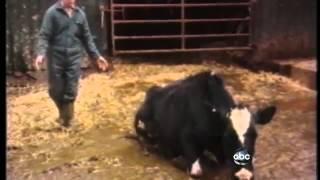 Mad Cow Disease Found in California