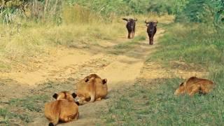 Wildebeest Walks Right Into Lions