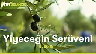 Yiyeceğin Serüveni | Zeytin | TRT Belgesel