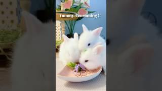 Cute Bunnies #baby bunny # baby rabbit # cute bunny # funny bunny #funny videos