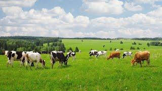 American Bovine Tech: Advancements in Cow Farming #farmlife #livestock  #livestream  #cowsalevideo