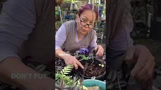 How mom plants Long beans from seeds! #seed #longbeans #beans #urbangarden #shorts