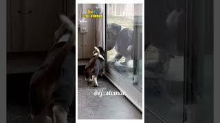 Na Khul Ria Funny Animals Dubbed Video #funny #shorts #rjstomar