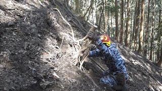 YAMADORI/山採り 【イロハモミジの奇木】 590