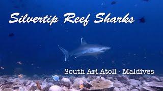 Silvertip Reef Shark Cleaning Station - Diving Maldives - ツマジロ  - モルディブ