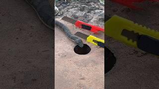 Simple DIY Snake Trap using Knife #creativesnaketrap #buildsnaketrap