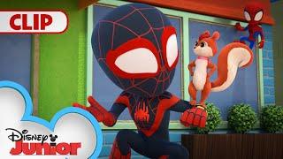 Meet Squirrel Girl  | Marvel's Spidey and his Amazing Friends | @disneyjr