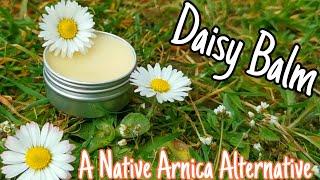 How To Make Daisy Balm A Native Arnica Alternative  Easy Step By Step Guide (bellis perenis)