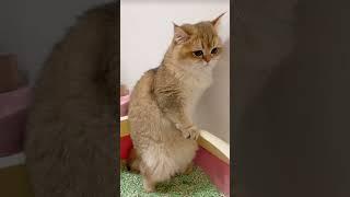 Pet world funny cat videos