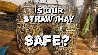 Test Hay and Straw for Persistent Herbicides #garden #homestead #backyardgardening