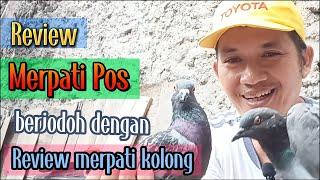 Review merpati pos racing berjodoh dengan merpati kolong