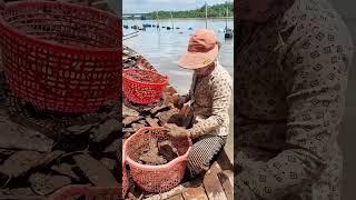 Oyster harvesting: both skills and environmental protection
