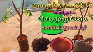 how to grow moringa plant at home terrace garden ll DIY chedi murungai ll #diy #garden