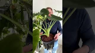 Wurzelmania: Alocasia wentii im Super Venti Pot!