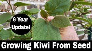 How To Grow a Kiwi Tree or Vine from Seed - 6 Year Update