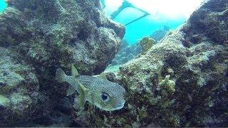 Diving through Tunnel of Doom, Curacao