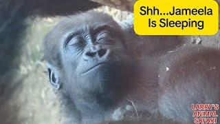 Baby Gorilla - Jameela (#36) is sleeping          #babygorillas