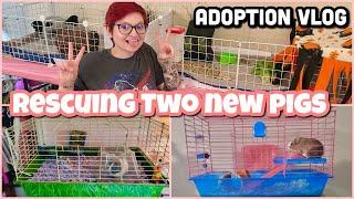 I RESCUED TWO GUINEA PIGS! | ADOPTION VLOG |