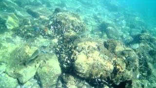 Snorkeling at Vetchies Pier, Durban, South Africa Sept 2013