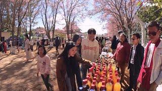  Cherry Blooming Festival in Keng Tung, Myanmar  ကျိုင်းတုံရဲ့ ချယ်ရီပန်းတို့ပွင့်ရာ လွယ်မွေ