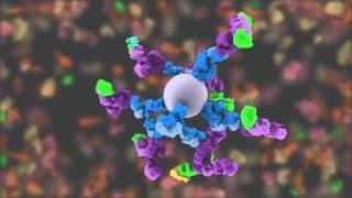 Western Blotting Animation - Part I