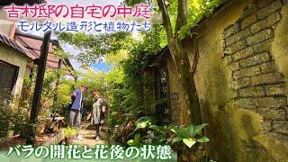 【個人邸の庭】モルタル造形とバラが美しい吉村邸の5月の中庭を案内～剪定や花後の手入れなど解説～【お庭訪問】