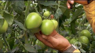 Modelo de siembra de doble eje para mejorar la productividad del tomate - La Finca de Hoy