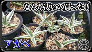 【アガベ】買っちゃった！【園芸】【多肉植物】