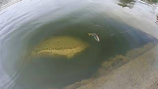 Dropping a SWIMBAIT on MONSTER BASS!!