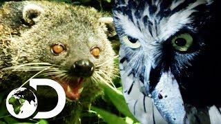 The Oddest Predator On The Island Of Borneo | Wildest Islands Of Indonesia