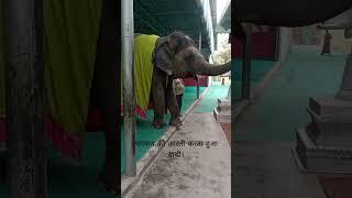 Raman reti Gokul |Mathura|#shorts #hathi #aarti #elephant #ytshorts