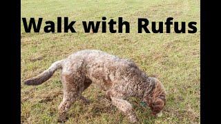 Walk with Rufus