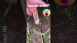 como plantar alho em garrafa horta em casa no quintal #vidanaroça #alhoporoemcasa