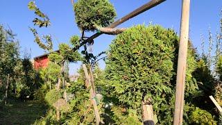 Leylandi Topiary | Leylandi Pruning | Leylandi Trimming | Garden Landscaping