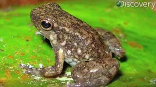 New Amphibians Discovered