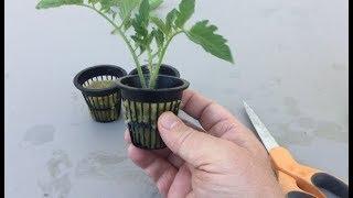 This Magical Plant will Bring you Happiness!