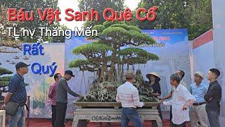 TP SANH QUÊ RẤT QUÝ của em NGỌC tại TL nv Thăng Mến - TP VIỆT TRÌ .