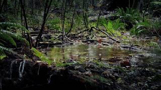 Rain Sounds for Deep Sleep, Relaxing or Focus / White Noise Nature Recording in the Forest / 8Hrs 