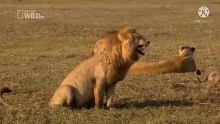 Lion laughing funny Meme Clip for Video Editing | NO COPYRIGHT