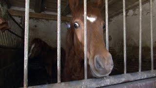 Missstände auf einem Pferdehof: Einsatz für die Tierschützer | SPIEGEL TV