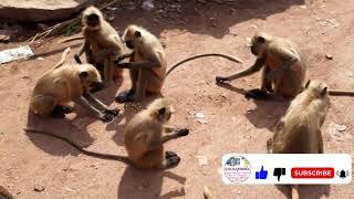 jhojheshwar waterfall in ranthambhore झोझेस्वर महादेव |sawai madhopur Part 1 #gsmrajendra #wonderful