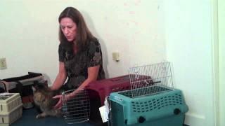 Selecting the Best Cat Carrier