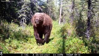 Bear Charges Wildlife Camera in Canada’s Yukon Territory