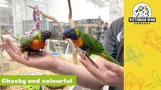 Cheeky Hand-Reared Rainbow Lorikeets | Victorian Bird Co