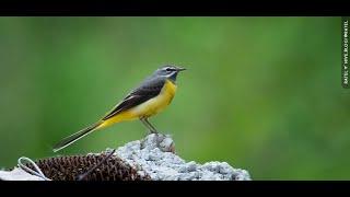 The grey wagtail (Motacilla cinerea)