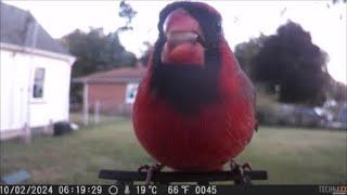 Birdcam Bliss TX 165