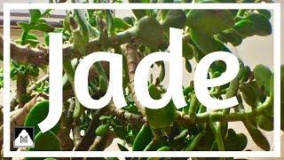 EXTREME Phototropism & Jade Plant Dehydration