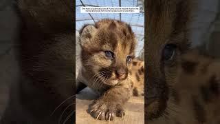 The man accidentally saw a Puma lost his mother lost in the forest and took him home to take care of