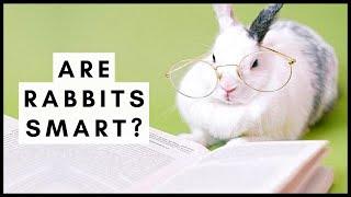 Are Rabbits Smart?