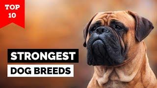 Top 10 Strongest Dog Breeds In The World